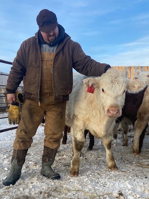 Trent & Charolais Maebelle